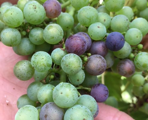 Verjus