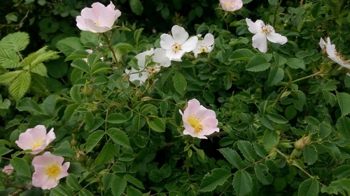 Gelée d'églantines