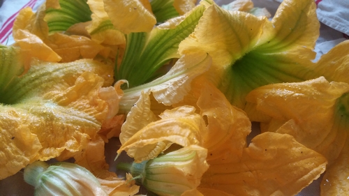 Beignets de fleurs de courgettes