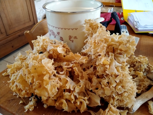 Clavaire crépue à la crème